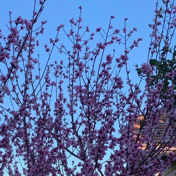 Meet your Posher, Paris_d - Picture 1 of 1